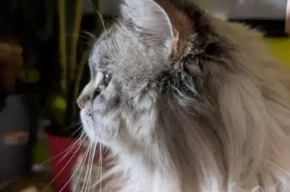 Missing Cat: Lost on 63rd Road, NY