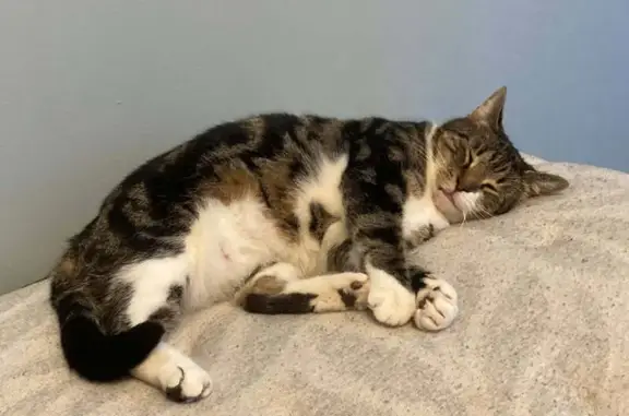 Lost Cat: Friendly Black & Brown Striped