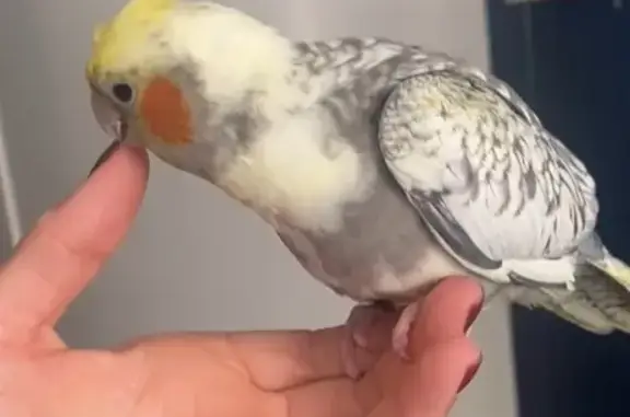 Lost pets , photo: Lost Gray Bird: Orange Cheeks, Clinton