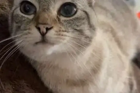Lost Cat: Butters - Blue-Eyed Siamese Mix