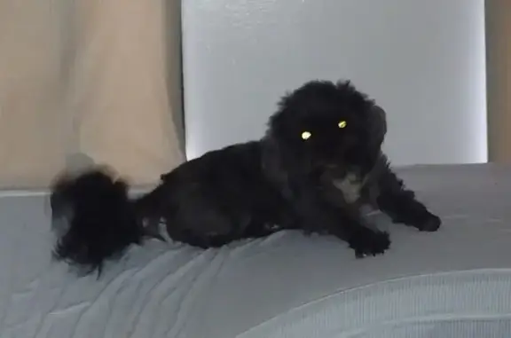 Lost Black Dog Near IL 173, Poplar Grove