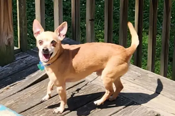 Help Find Peanut: Lost Deer Head Chihuahua