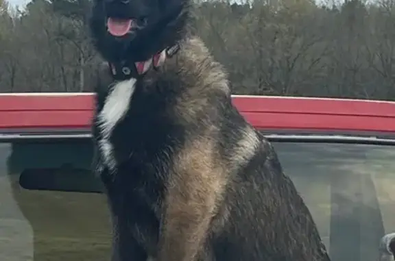 Missing dog Marshville, photo: Lost Dog: Brindle Coat, White Star Chest