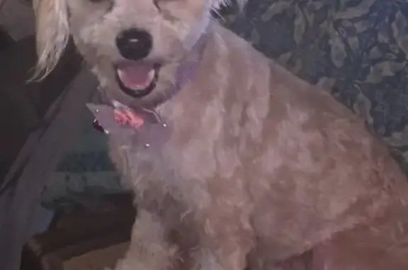 Lost Service Dog: White with Tan Spots
