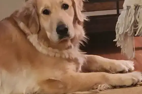 Lost Golden Retriever: Friendly & Blonde