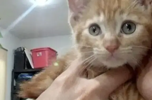 Gatos perdidos, , foto: ¡Gatito Amarillo Perdido en Victoria, Durango!