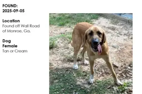 Found dog Monroe, photo: Found Tan Dog with White Paws in Monroe