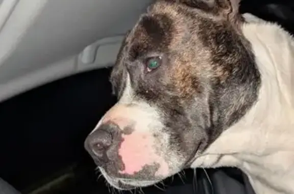 Found dog Morganton, photo: Found Dog in Morganton: Seeking Owner