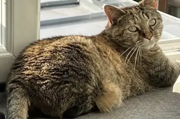Chat perdu, Loos, photo: Chatte tigrée perdue à Loos
