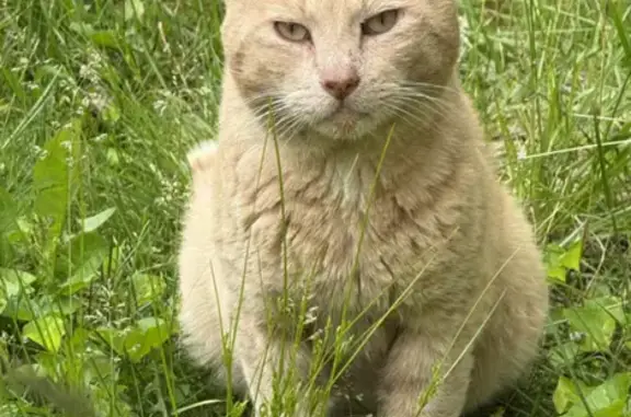 Lost and found pets New York, photo: Friendly Feline Visits Backyard in Greenlawn