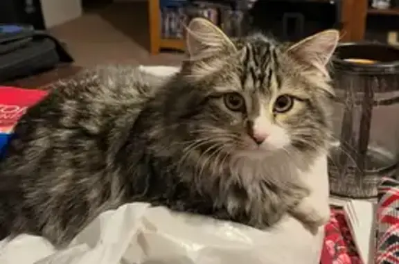 Lost cat, West Valley City