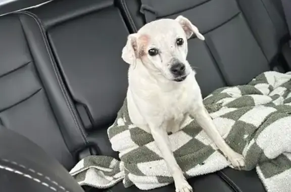 Lost and found pets Colorado City, photo: Found: Sweet Elderly Dog in Colorado Springs