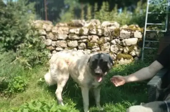 Chien perdu , photo : Chien perdue peureuse à La Chaulme