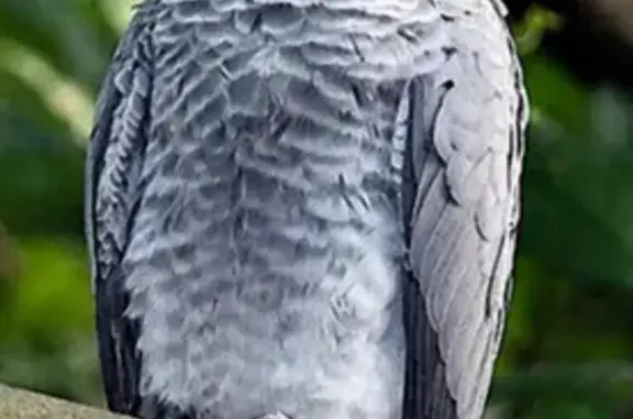 Lost African Grey Parrot: Highfield Rd