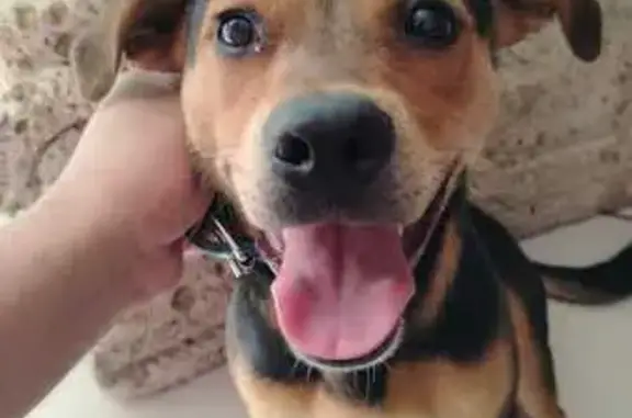 Perro Hallado: Collar Azul en...