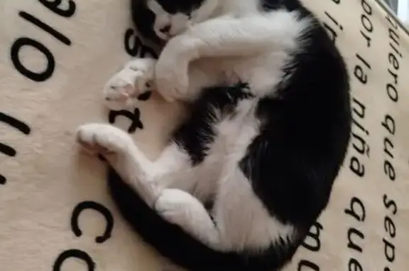 Gata Blanca y Negra Perdida en Gijón
