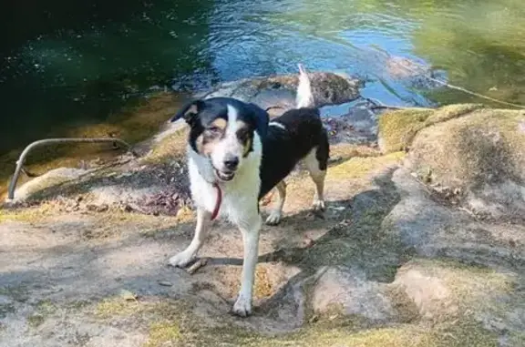 Chien perdu : Booba, noir/blanc, Biars-sur-Cère - photo