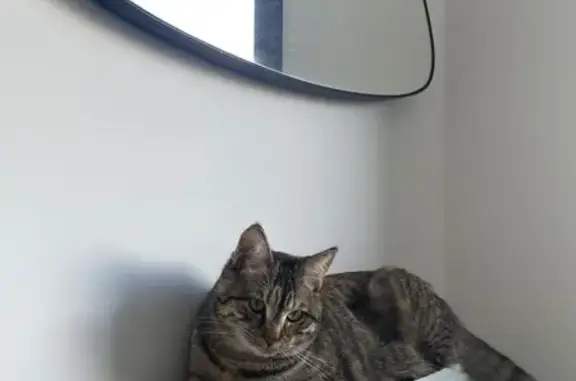 Chat perdue, sautée 1er étage, Chambéry - photo