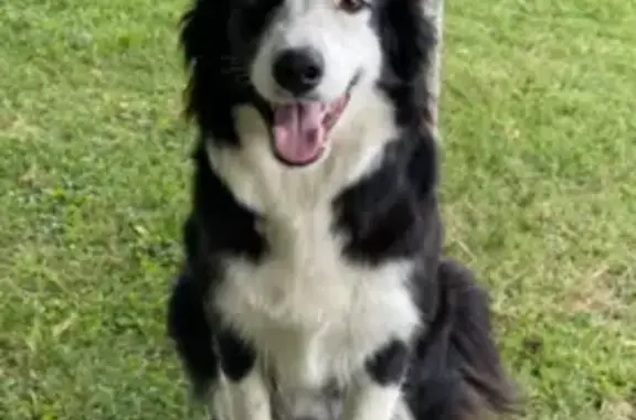 Chien perdu Saint-Sauveur, photo : Deux chiennes border collies perdues la nuit
