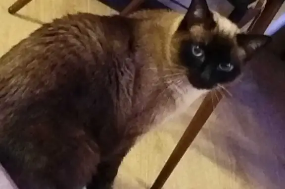 Animaux perdus Écully, photo: Chat perdu : siamois marron et blanc, Écully