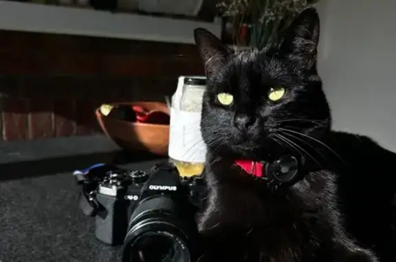 Missing cat , photo: Lost Cat: Red Collar & AirTag, Launceston
