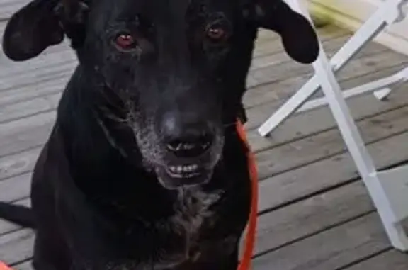 Chien Vito disparu à Avrainville, aide SVP - photo