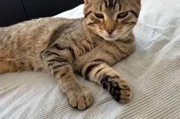 Animaux perdus Toulouse, photo: Chat européen tigré gris perdu à Toulouse