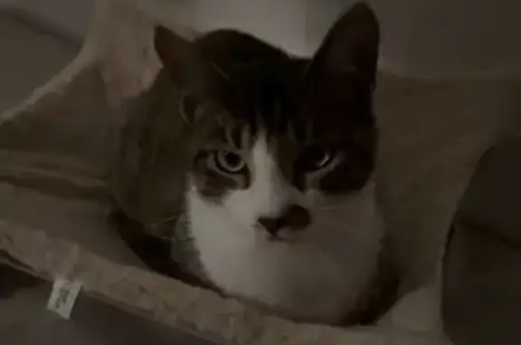 Chat perdu: Queue tordue, grandes oreilles - photo