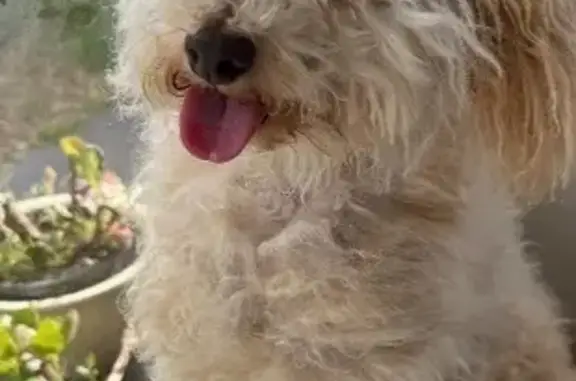 Lost Dog in Fairfield: Beige with Dark Ears