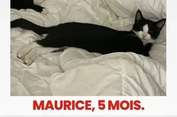 Animaux perdus , photo: Chat perdu : mâle noir et blanc à Wœrth