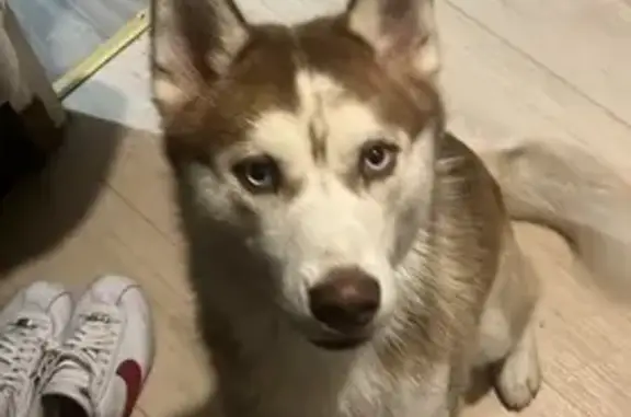 Jeune Husky femelle trouvée à Châtellerault - photo