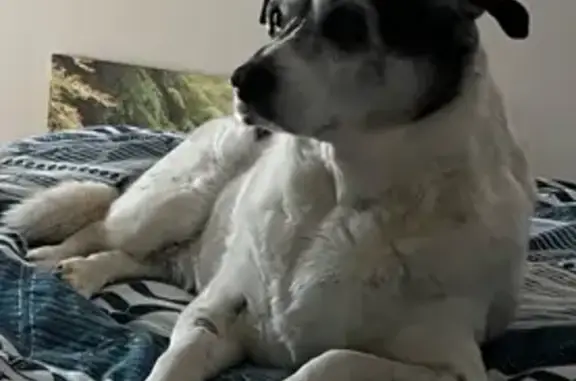 Lost: Ollie, 13-Year-Old Dog in Baw Baw