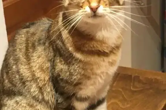 Chatte tigrée perdue à Leyrieu - photo