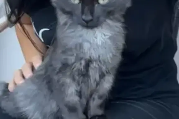 Chat trouvé Chanas, photo: Chaton noir trouvé, cherche foyer aimant
