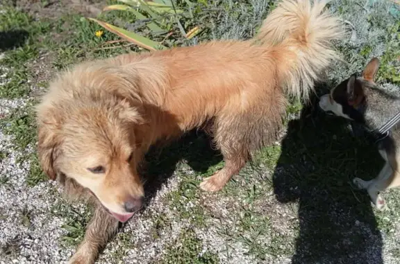 Animaux trouvés , photo: Golden mâle trouvé, 3 ans, Arvillard