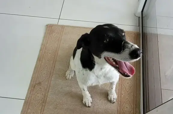 Chien trouvé Nesmy, photo: Chien trouvé : petite terrier blanche/noire