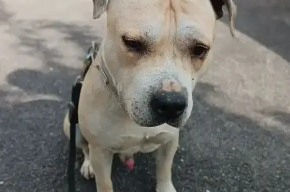 Chien trouvé , photo: Chien beige trouvé, collier chaîne, St-Aignan