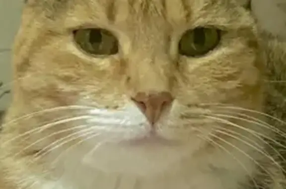 Se Busca: Gata Perdida en Valdepeñas