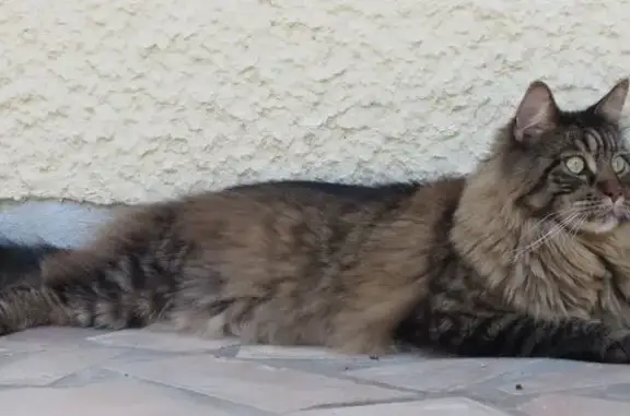 Chat Main Coon mâle perdu à Bellerive - photo