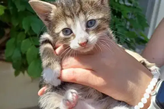 Chat trouvé Montreuil-Bellay, photo: Chaton tigré trouvé à Montreuil-Bellay