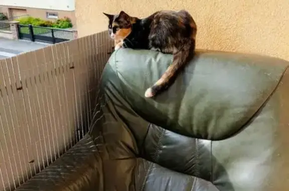 Chat perdue douce, préfère femmes, Gambsheim - photo
