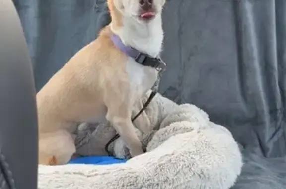 Lost Chihuahua Mix: Jabber Lane, Allentown