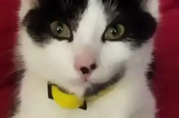 Chaton Anis perdu, Gandrange, contactez-moi - photo