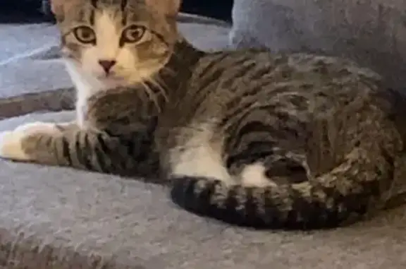 Lost Cat Sushi: Friendly, Gray & White