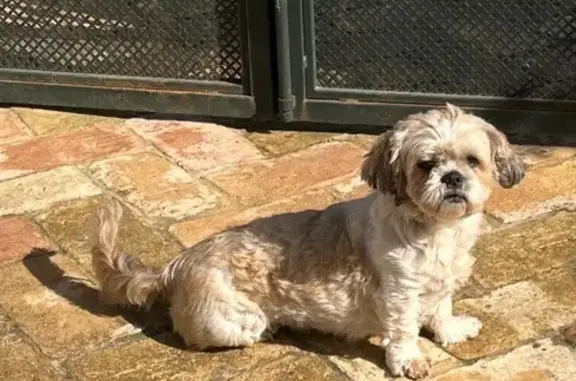 Perra Perdida en La Herrería: Cariñosa y Valiente