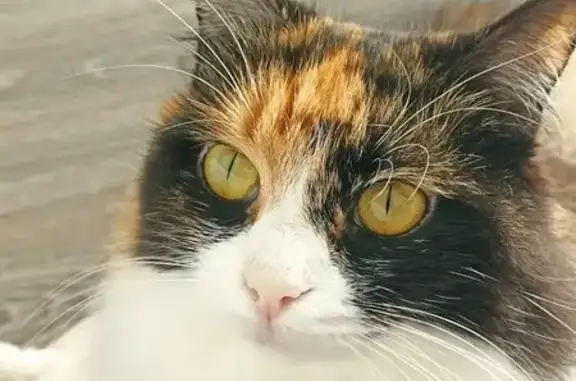 Chatte tricolore disparue à Terrats - photo