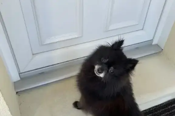Chienne Spitz noire trouvée à Cuigy-en-Bray - photo