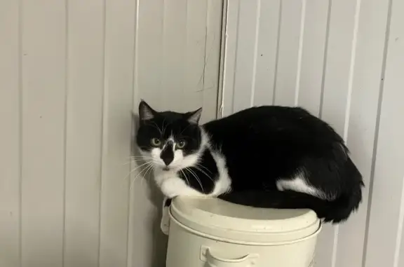 Jeune chat perdu à Rioz, Rue Clair Soleil - photo