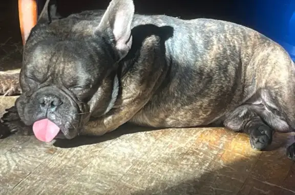 Urgent: Sick Dog Missing in Brooklyn