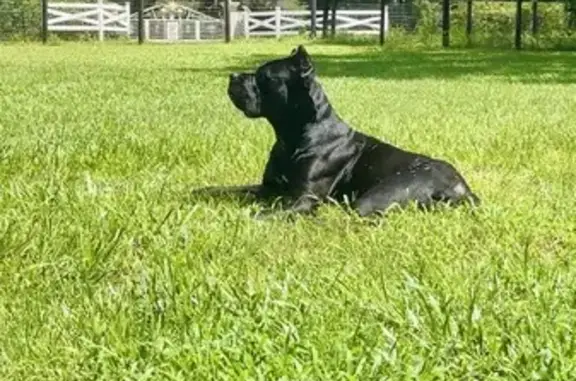 Lost Cane Corso: Athena on SE 80th Ave
